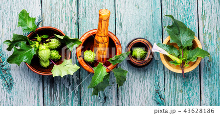 Natural herbs medicine,datura 43628186