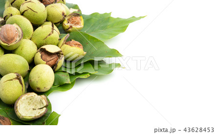 Group of green Juglans regia scattered on a leaf, on a white background with shadows, composition 43628453