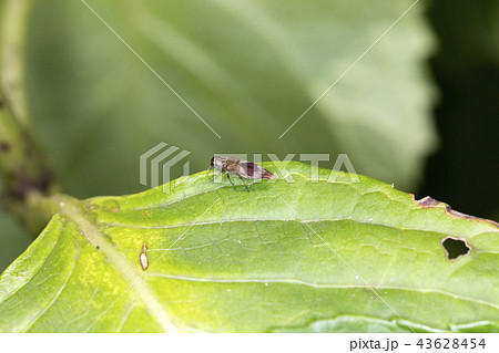 ヒシモンナガタマムシ ヒシモンナガタマムシ 43628454