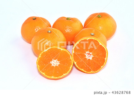 山北みかん 43628768