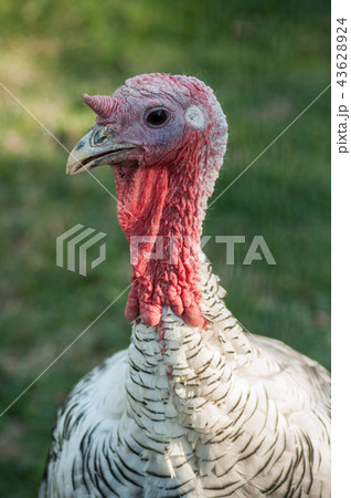 portrait of turkey in a meadow portrait of turkey in a meadow 43628924