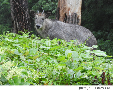 カモシカは日本の固有種だが、密猟等によって個体数が減り、特別天然記念物に指定され保護されている。 43629338