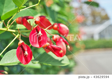 深紅のマルバデイゴの花の写真素材