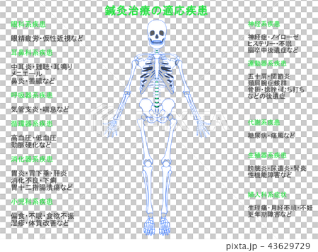 鍼灸治療の適応疾患図　骨格4（緑色・説明あり） 43629729