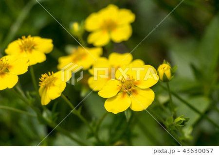 キンポウゲ	 43630057