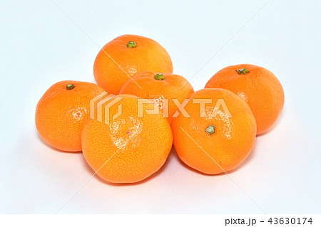 山北みかん 43630174