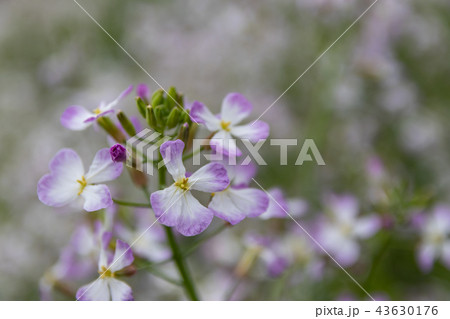 ハマダイコン 43630176