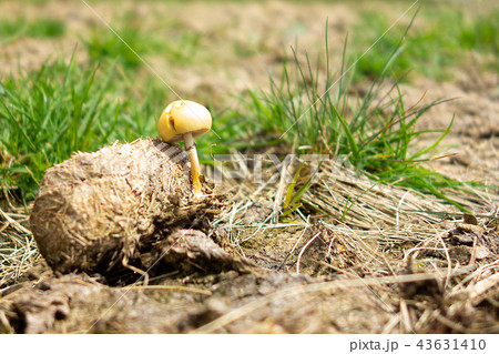 Mushroom grown in animal droppings Mushroom grown in animal droppings 43631410