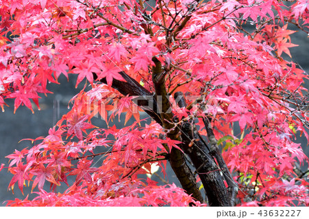 雨に濡れた、真っ赤な紅葉 43632227