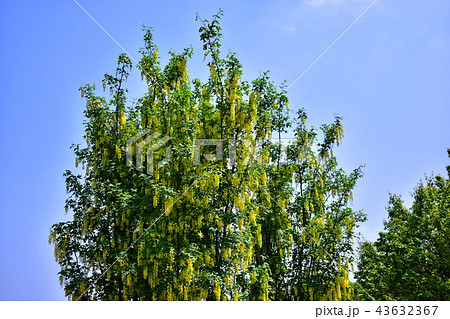 黄藤の花 / 黄フジの花 ( 栃木県 足利市 ) 黄藤の花 / 黄フジの花 ( 栃木県 足利市 ) 43632367