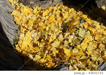 黄色一色の、イチョウの落葉 黄色一色の、イチョウの落葉 43632735