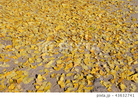 黄色一色の、イチョウの落葉 黄色一色の、イチョウの落葉 43632741