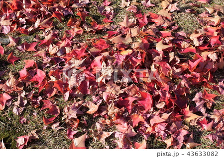 オレンジ色の紅葉 43633082