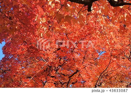 オレンジ色の紅葉 オレンジ色の紅葉 43633087