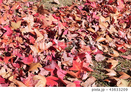 オレンジ色の紅葉 43633209