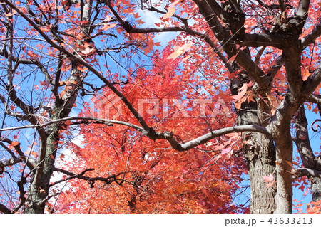 オレンジ色の紅葉 43633213