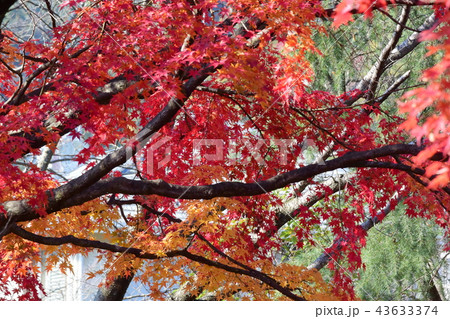 オレンジ色の紅葉 オレンジ色の紅葉 43633374