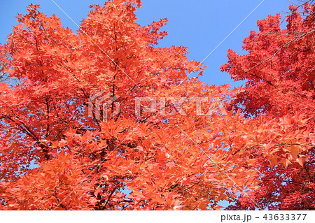 オレンジ色の紅葉 43633377