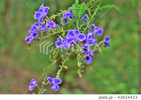 ジュランタ 43634423