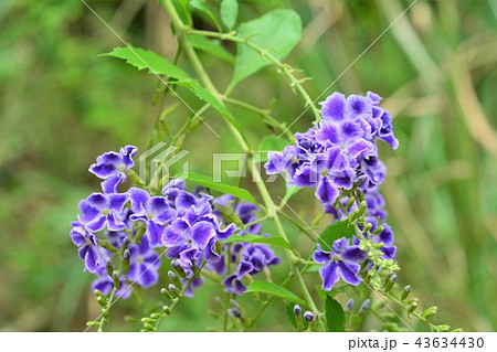 ジュランタ 43634430