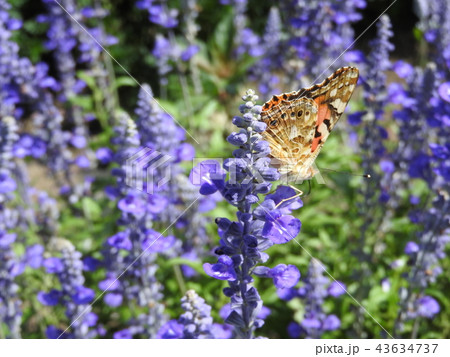 美しく透き通る青いブルーサルビア 花言葉は 永遠にあなたのもの 恋人へのプレゼントに最適である の写真素材