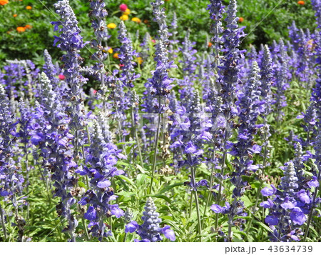 美しく透き通る青いブルーサルビア。花言葉は「永遠にあなたのもの」。恋人へのプレゼントに最適である。 美しく透き通る青いブルーサルビア。花言葉は「永遠にあなたのもの」。恋人へのプレゼントに最適である。 43634739