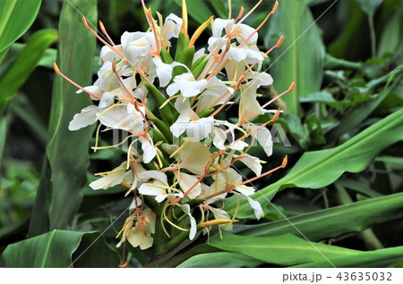 ジンジャーリリー 43635032