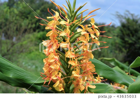 ジンジャーリリー 43635033