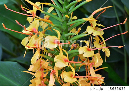 ジンジャーリリー 43635035