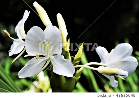 ジンジャーリリー 43635049