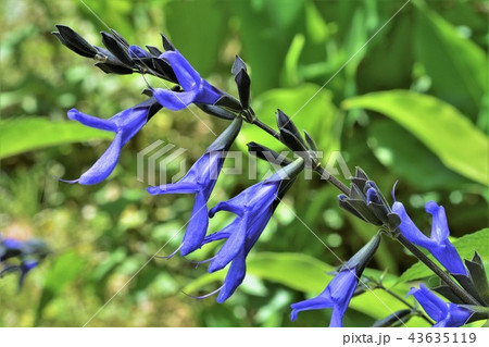 メドーセージ 43635119