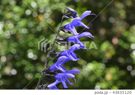 メドーセージ メドーセージ 43635120