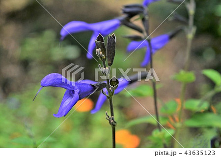 メドーセージ メドーセージ 43635123