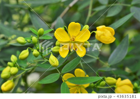 ハナセンナ ハナセンナ 43635181