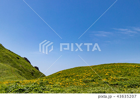 大野亀のトビシマカンゾウ 43635207