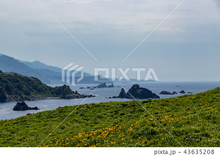 大野亀のトビシマカンゾウ 43635208