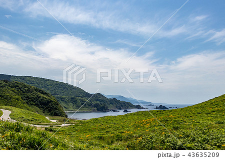 大野亀のトビシマカンゾウ 43635209