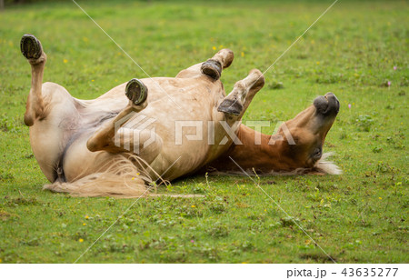 A horse rolls on the green meadow A horse rolls on the green meadow 43635277