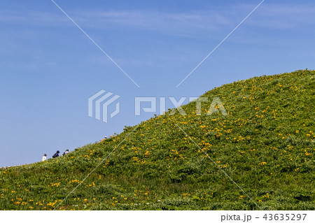 大野亀のトビシマカンゾウ 43635297