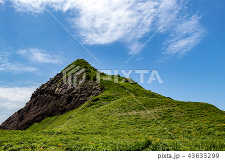 大野亀のトビシマカンゾウ 43635299
