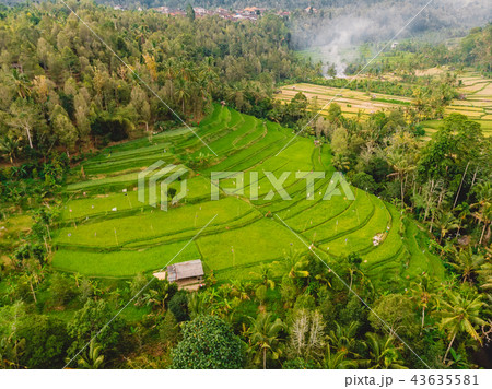 Rice fields in Bali island. Aerial view Rice fields in Bali island. Aerial view 43635581