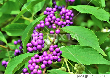 コムラサキ 43635748