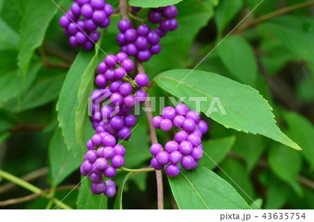 コムラサキ 43635754