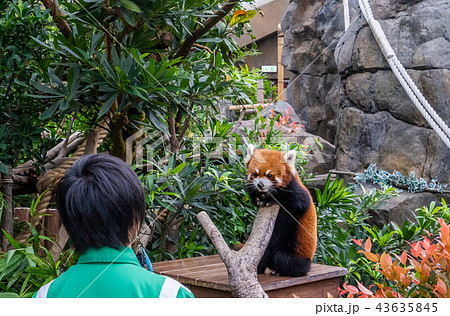 ホンコン 香港 海洋公園 43635845