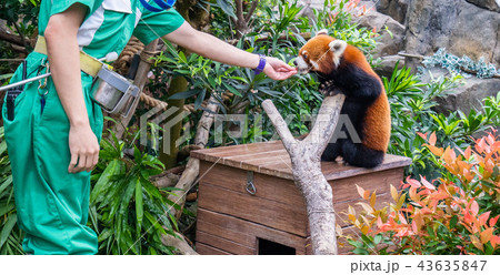 ホンコン 香港 海洋公園 43635847