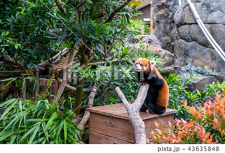 ホンコン 香港 海洋公園 43635848