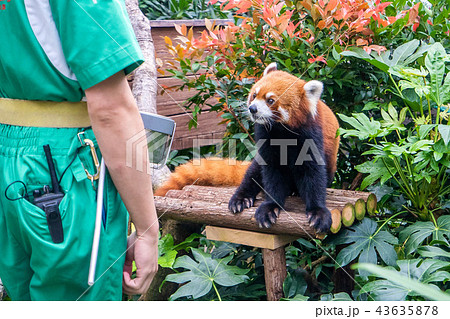 ホンコン 香港 海洋公園 43635878