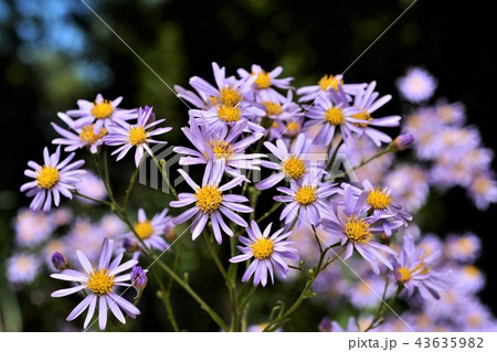 シオン シオン 43635982