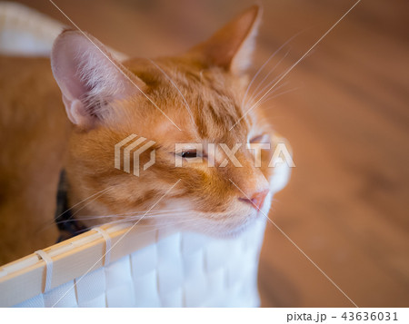 可愛い猫ちゃん 43636031