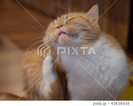 可愛い猫ちゃん 43636036